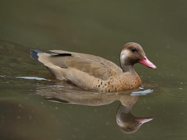 <h3><a href="/trips/salesopolis-2014/biota/animalia/chordata/aves/007 anseriformes/003 anatidae/amazonetta brasiliensis/amazonetta brasiliensis-nl.html">Amazonetta&nbsp;brasiliensis</a> / Brazilian&nbsp;teal / Amazonetaling</h3>NIKON D7100 met AF-S Nikkor 300mm f/2.8G IF-ED VR II, 1/2000 sec  bij F2.8, ISO 640, afstand 7.08&nbsp;m